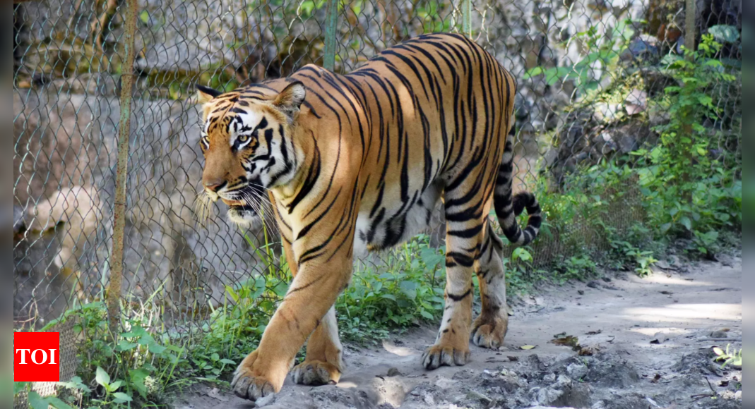 Top court bats for pan-India policy to regulate activities in tiger reserves