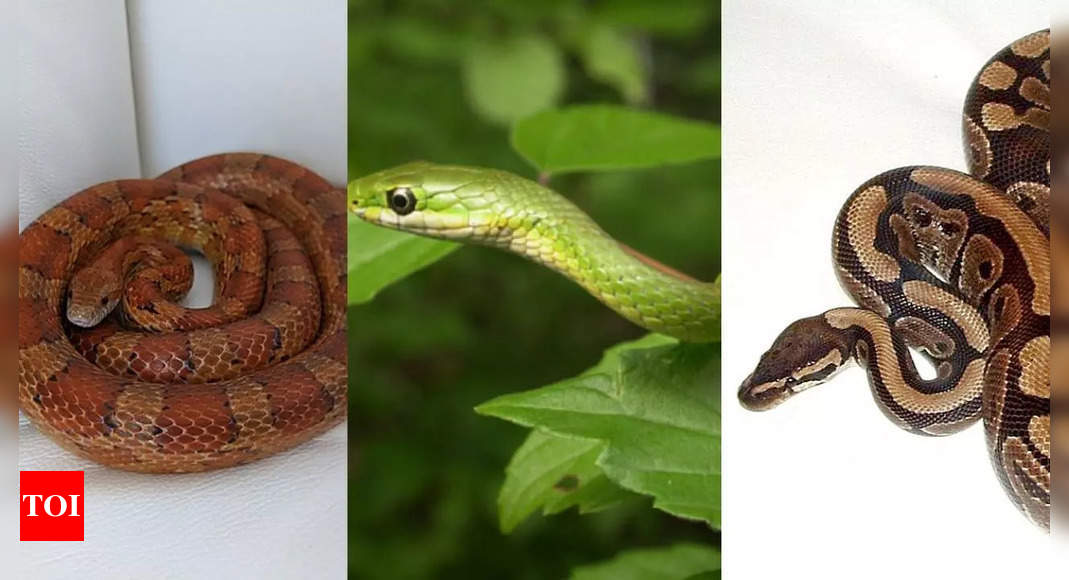 Top 10 friendliest snakes in the world including corn snakes, ball python and more