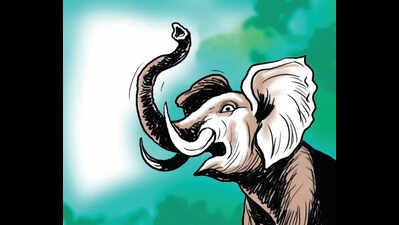74-year-old farmer killed by wild elephant in Coimbatore