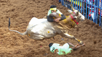 7 killed, over 400 injured in bull-taming events across Tamil Nadu