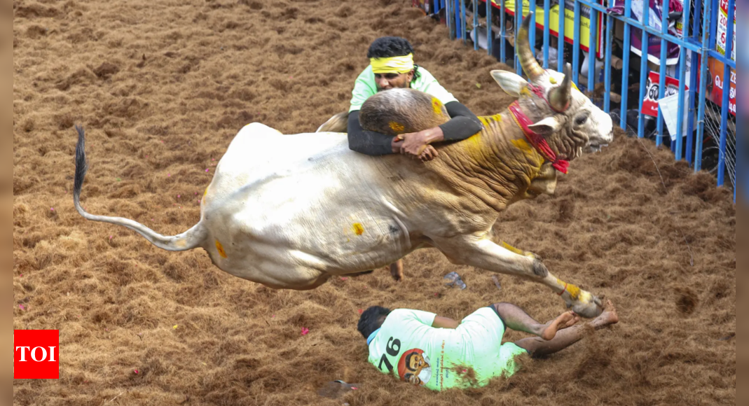 7 killed, over 400 injured in bull-taming events across Tamil Nadu