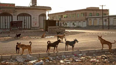 Why is Morocco planning to kill 3 million dogs in a ‘brutal street clean-up’ drive