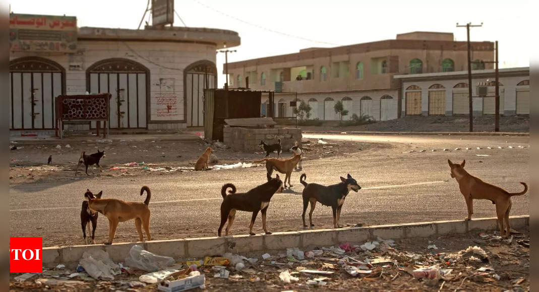 Why is Morocco planning to kill 3 million dogs in a ‘brutal street clean-up’ drive