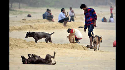 ‘Goa home to about 56,000 stray dogs’