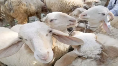 Artificial insemination to be done to improve sheep and goat breeds through ‘selective breeding’