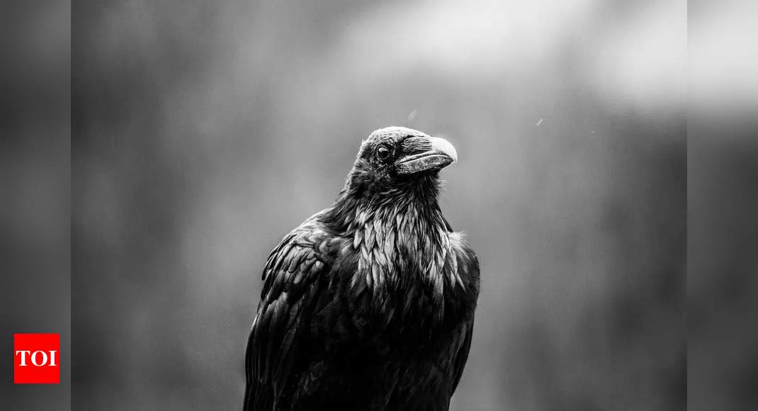 Crows Vs. Ravens: What is the difference between grey and all black crows