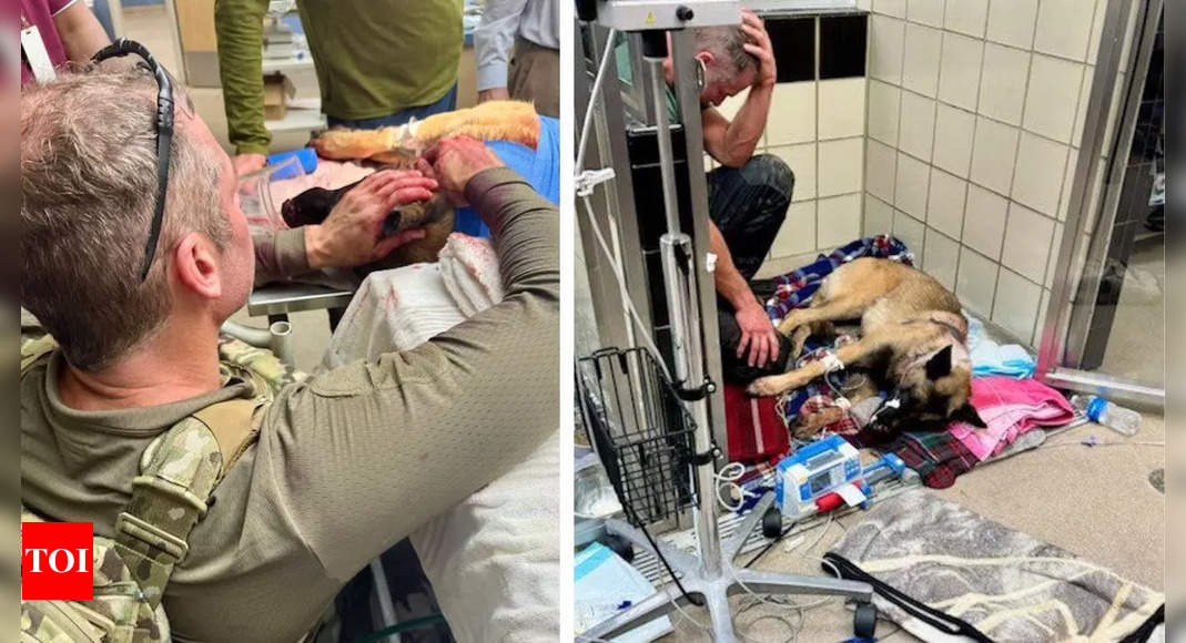 Heartbreaking! Heroic police dog’s courage saves lives but leaves him wounded