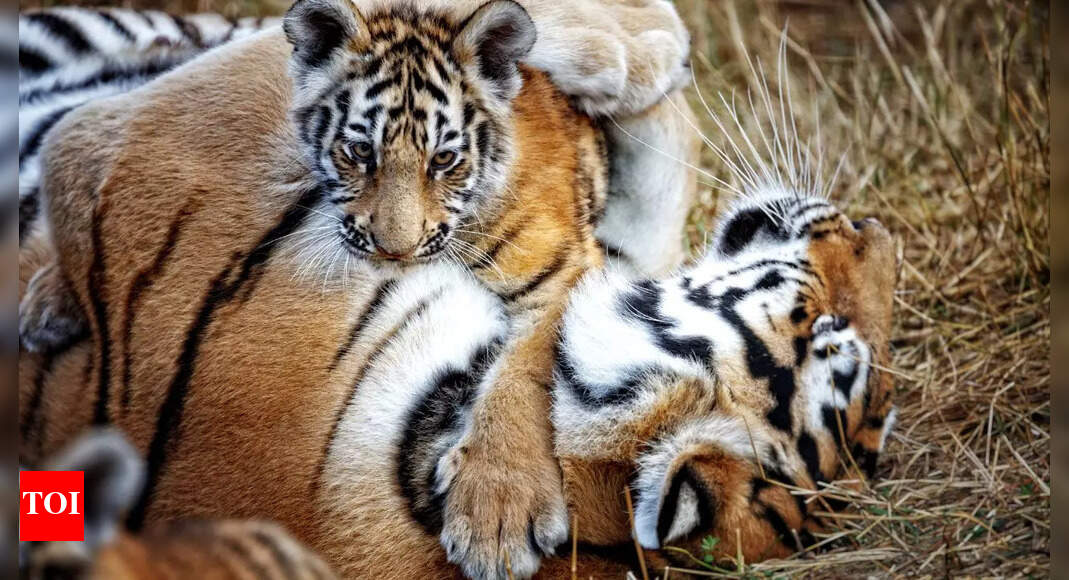 Watch: Heart-melting moment of tigress Riddhi and adorable cubs ...