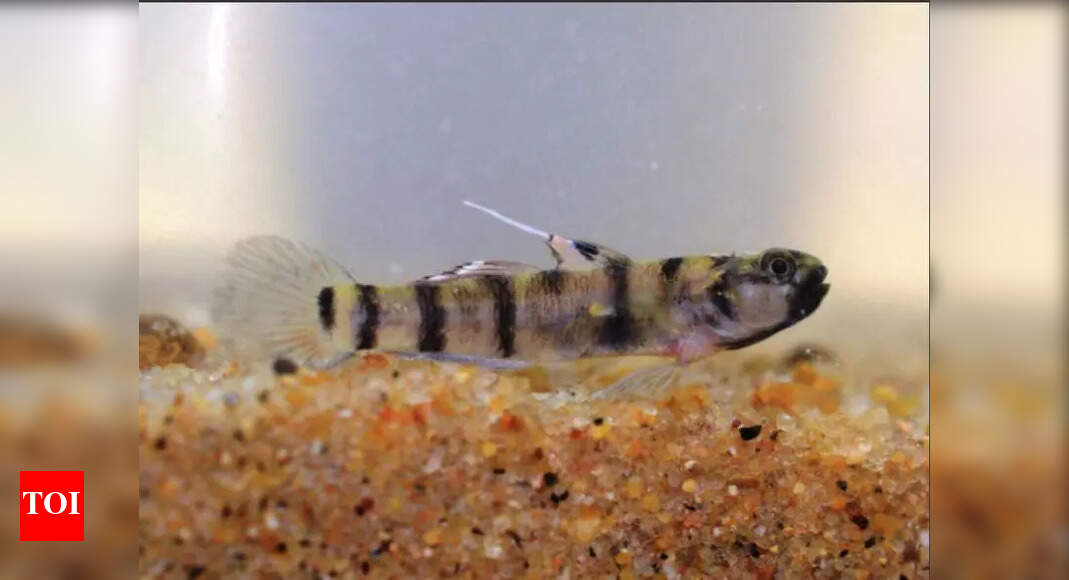 Two new goby fish species found in Coringa sanctuary | Vijayawada News ...