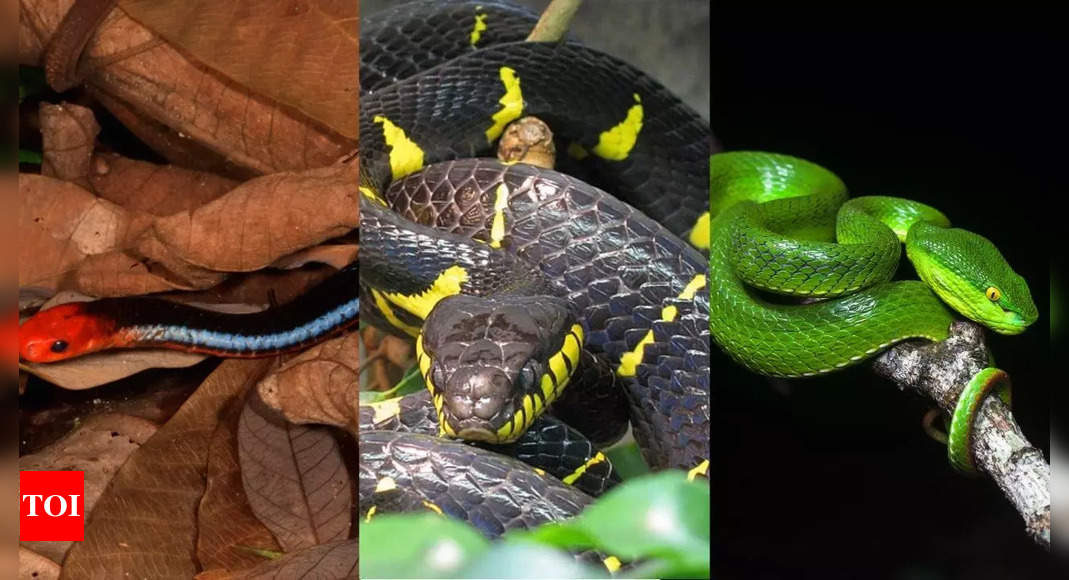 Top 10 colourful snakes in the world from rainbow boa to corn snakes