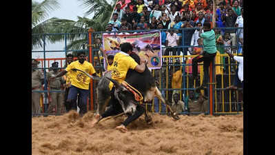 400 Bulls, 300 Tamers Participate In The First Jallikattu Of Season In Salem District