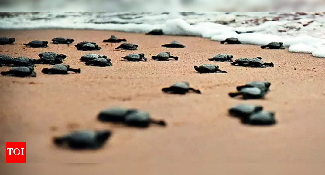 Agonda turtle site hit, shack faces case | Goa News - The Times of India