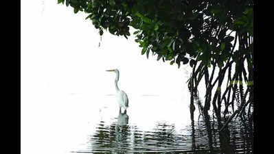 Bird ambassadors: Mascots for Goa’s seven wildlife sanctuaries unveiled