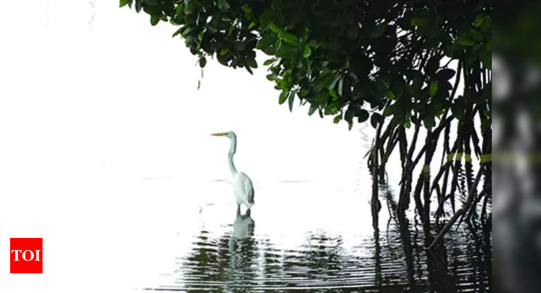 Bird ambassadors: Mascots for Goa’s seven wildlife sanctuaries unveiled