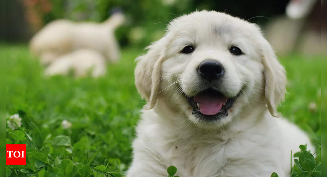 Most popular dog names based on their breed