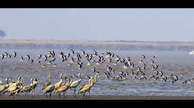 Indian skimmers’ Sabarmati cruise: Over 200 counted in rare sighting