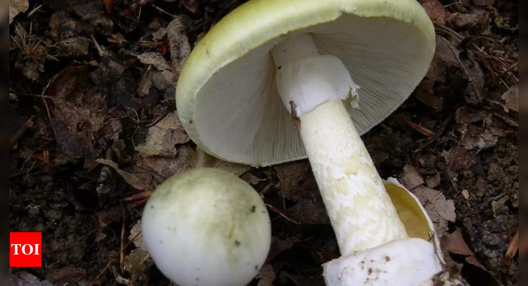 Top 7 most poisonous mushrooms in the world