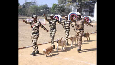 Dogs: From Healing Humans to Protecting Them