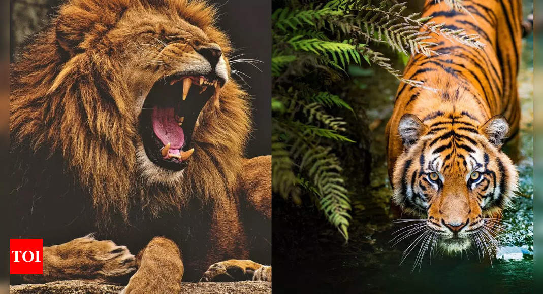 Who is the king of the Jungle? Lion or Tiger