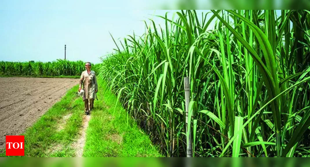 Maha backs Rs 1,104 crore loans to sugar co-ops linked to Mahayuti leaders