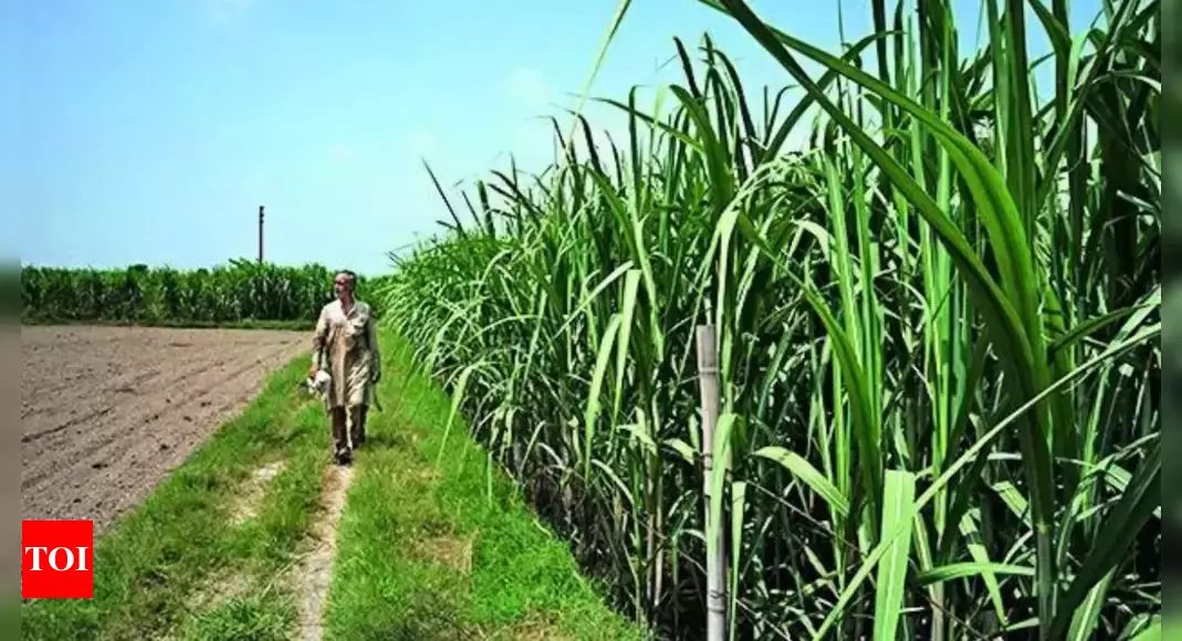 Cash-strapped Maharashtra govt backs Rs 1,104 crore loans to sugar cooperatives linked to Mahayuti netas