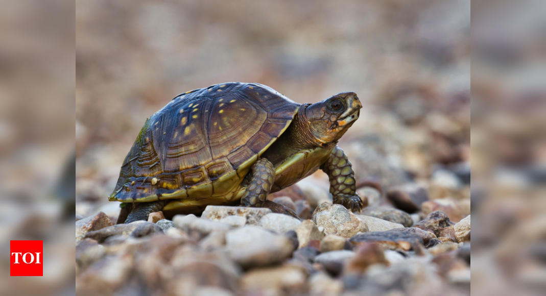 From greens to worms: Here's what to feed your pet turtle