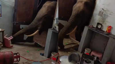 Viral video shows elephant stealing rice from house in Coimbatore