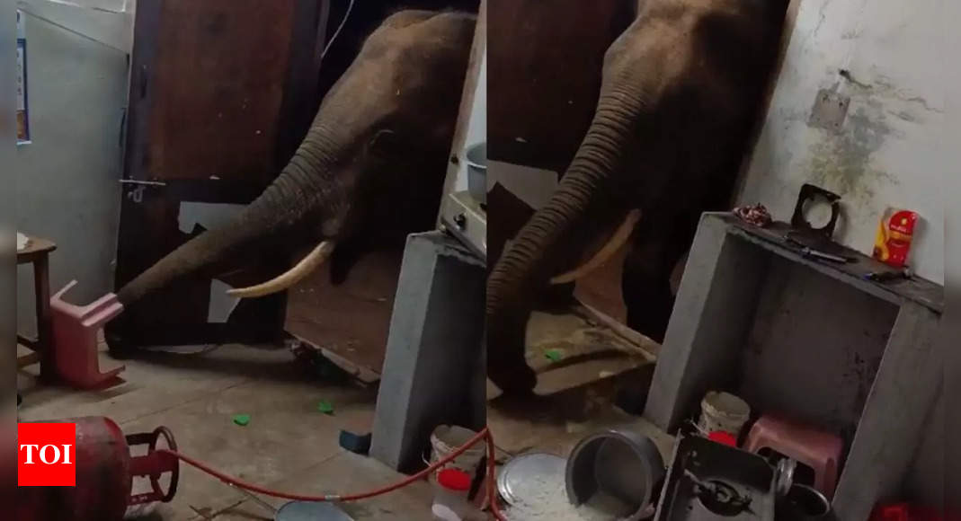 Viral video shows elephant stealing rice from house in Coimbatore