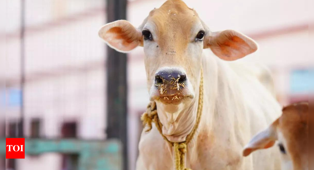 IIT Madras chief's praise for cow urine draws criticism - video