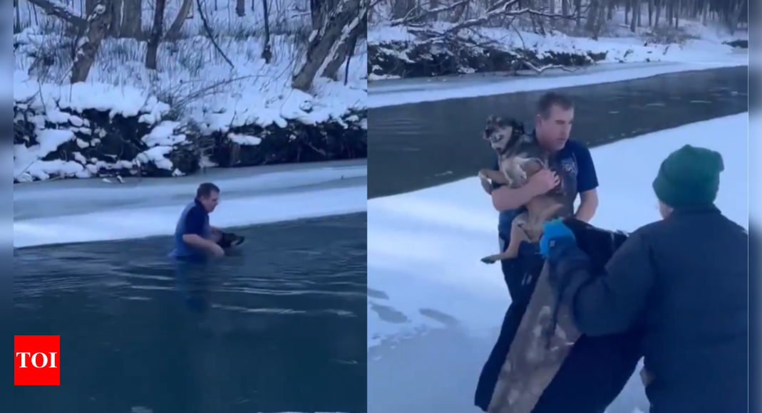 Watch: Vermont man braves icy waters to save dog from drowning in a 'selfless' act – The Times of India