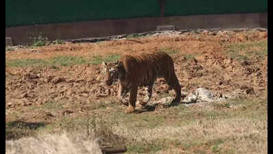 NTCA team to take call on releasing Zeenat in the wild