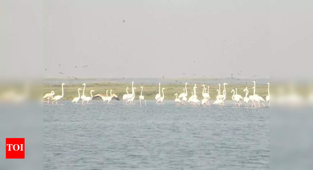 Bhitarkanika records marginal increase in no. of migratory birds this ...