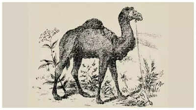 Optical illusion: Only a genius can spot the camel rider in 20 seconds