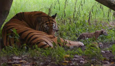 Tigress dies from train hit in Maharashtra forest area