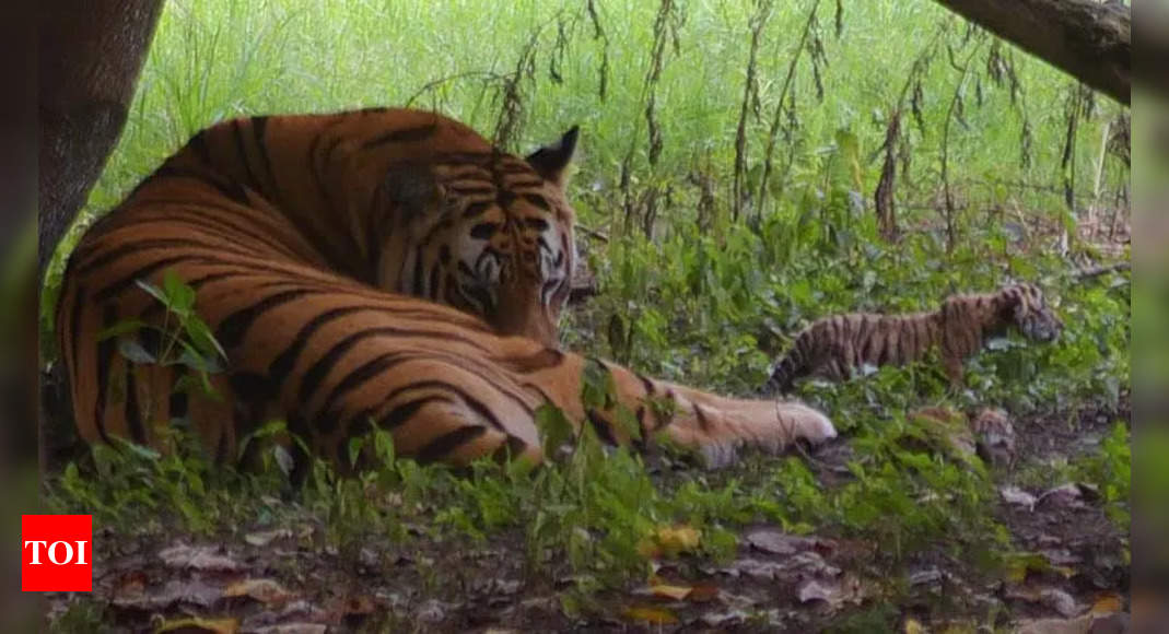 Tigress dies from train hit in Maharashtra forest area