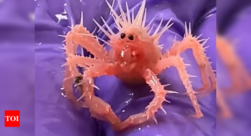 Adorable baby crab stuns the internet with its red spike