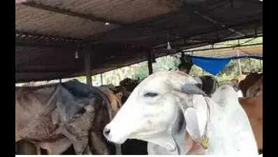 Aid granted to improve cow shelters in state
