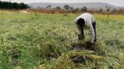 27 hectares sustained damages in rains in Mayiladuthurai: Minister