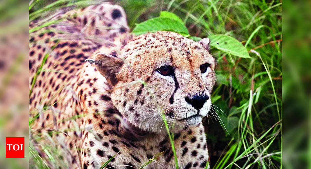 South Africa insists on progress report, stalls cheetah relocation