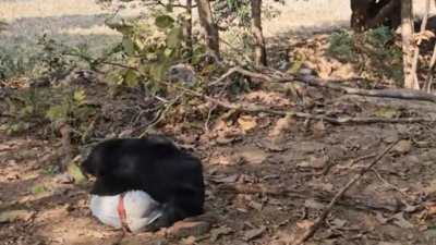 Sloth bear kills father-son duo, injures forest ranger in Chhattisgarh