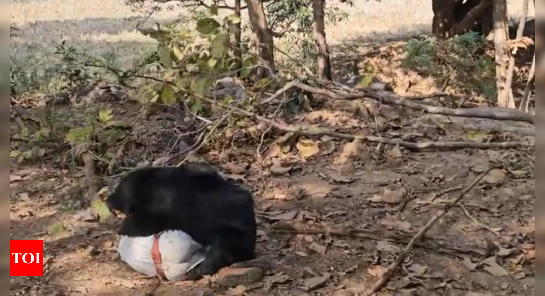 ‘Rabid’ sloth bear kills father-son duo, injures forest ranger, terrorizes villagers in Chhattisgarh