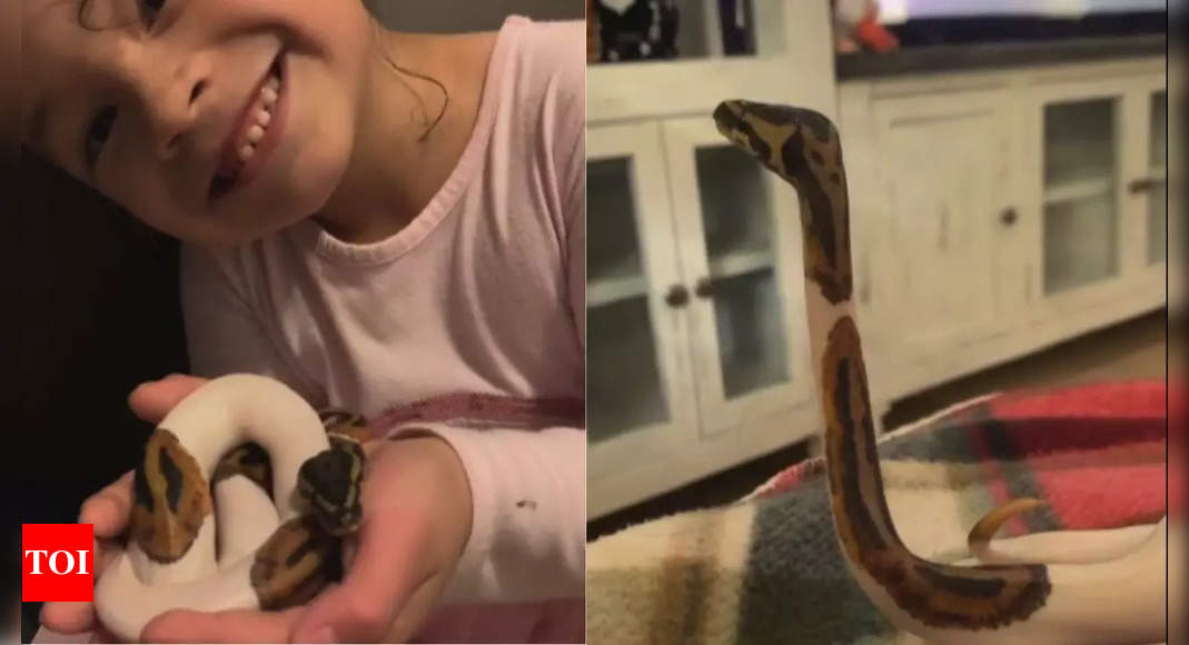 Ball python being an iPad kid? Video of girl playing with her pet snake wins the internet | Watch