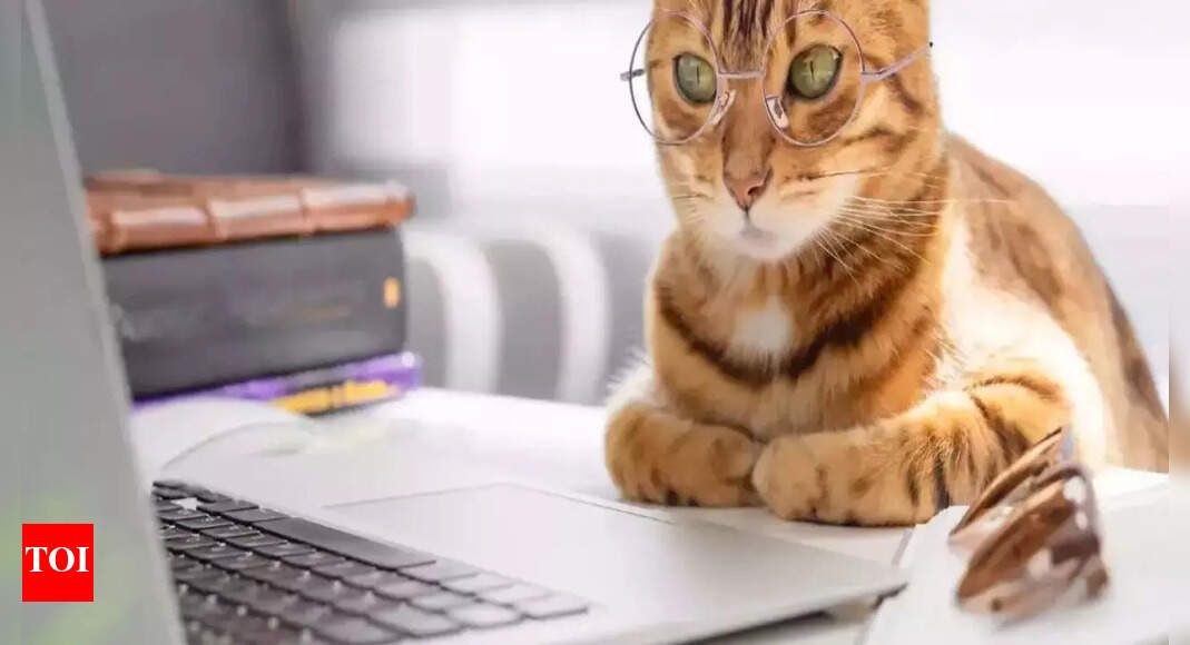 Woman’s job at risk after cat sends resignation email to boss; sparking ...