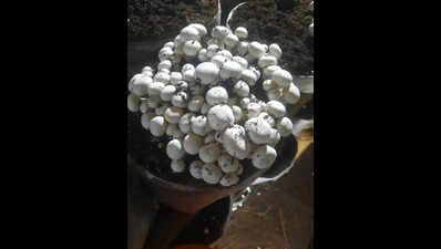 From agri waste to mushroom industry