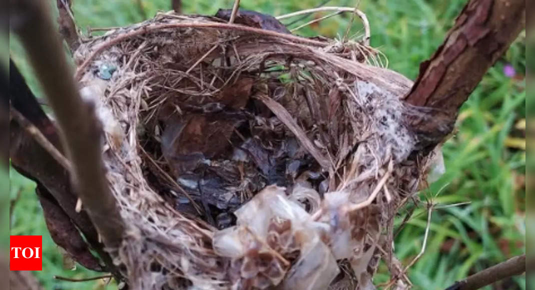 Snake skins act as a defense mechanism for bird nests; here’s why