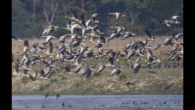 Pobitora records 56 bird species in annual census