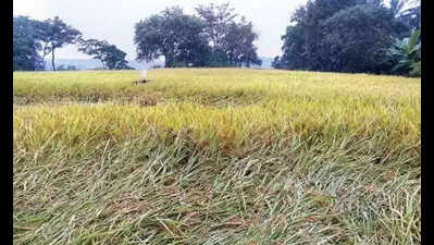 Agri minister says irregularities of 2-5% in all govt schemes, faces flak