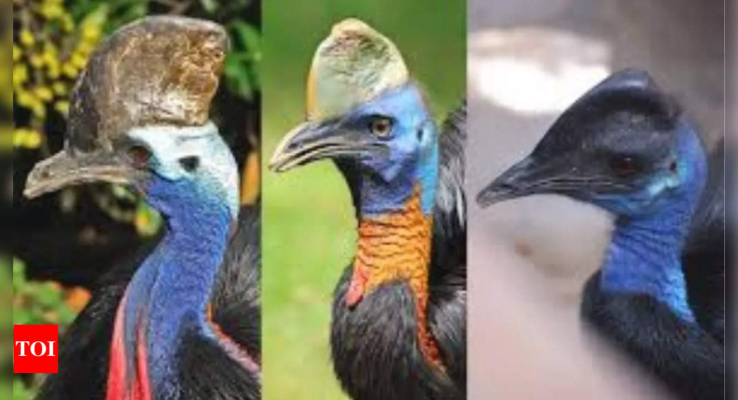 Cassowary:  Meet the world’s most dangerous bird that can even kill a man