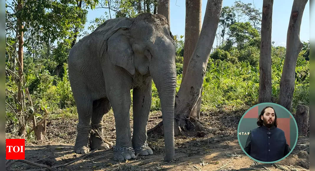 20 elephants rescued from the logging industry to find chain-free sanctuary at Anant Ambani’s Vantara