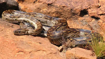 African rock python: The snake species that hunts in packs – physical traits, diet, habitat, and more